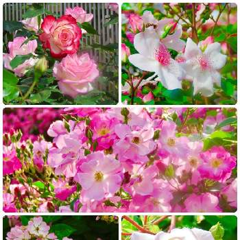 ラブリーメイアン薔薇の投稿画像一覧 Greensnap グリーンスナップ