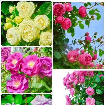 薔薇 ポンポネッラの画像 by Toshieさん | お出かけ先と薔薇アンジェラとばら バラ 薔薇とマジェンタスカイ  バラと京成バラ園と癒しといやされる♡とGS映えと薔薇レイニーブルーと薔薇 ポンポネッラとGSミニモニ。とバラ科と美しいと綺麗と四季咲きと癒されるとアルテミスと被災地にエールを…。とお花は癒しと素敵と可愛い♡