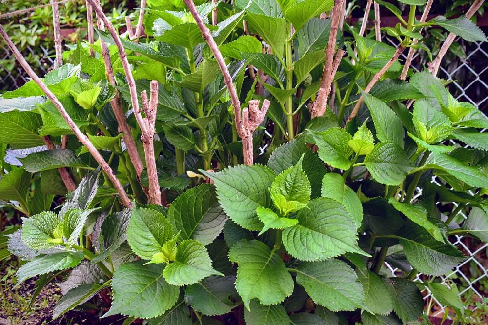 紫陽花 旧枝咲き の夏の剪定 Greensnap グリーンスナップ