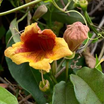 ツリガネカズラの投稿画像一覧 Greensnap グリーンスナップ