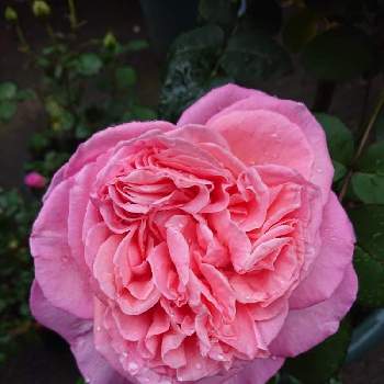 バラ イブピアッチェの投稿画像一覧 Greensnap グリーンスナップ バラ イブピアッチェの投稿画像一覧 Greensnap グリーンスナップ