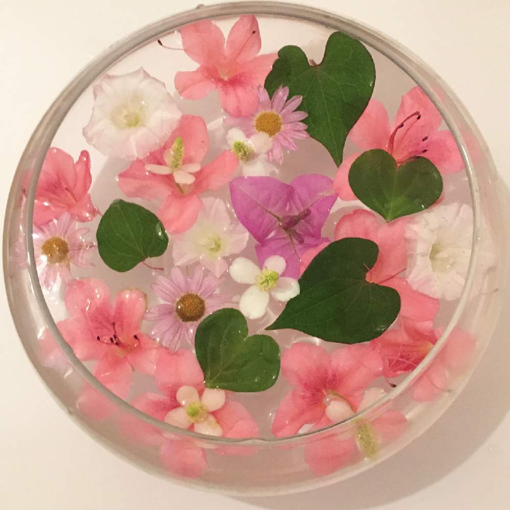 ブーゲンビリアの投稿画像 By Aliさん クローバーとツツジとピンクの花と南国の花とアレンジとピンクと赤い花とフラワーボールと白い花としろいはな 21月5月19日 Greensnap グリーンスナップ