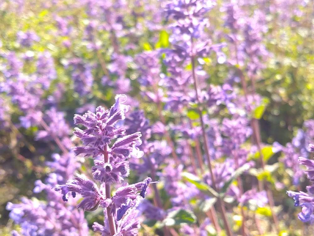 Nepeta Racemosa Grog の投稿画像 By Lunaさん オランダと野草と山野草と紫色の花とハーブと自然派と近所とガーデニングと季節感と春色と花のある暮らしと道端とお散歩と加工なしとグランドカバーとヨーロッパ原産 21月5月19日 Greensnap グリーンスナップ