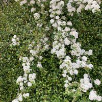 コデマリ,ワイヤープランツ,白い花,バラ科,サンザシ属の画像