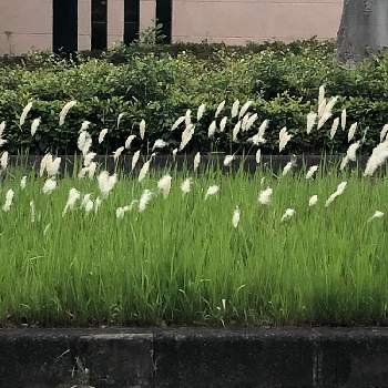 春の植物の投稿画像一覧 Greensnap グリーンスナップ