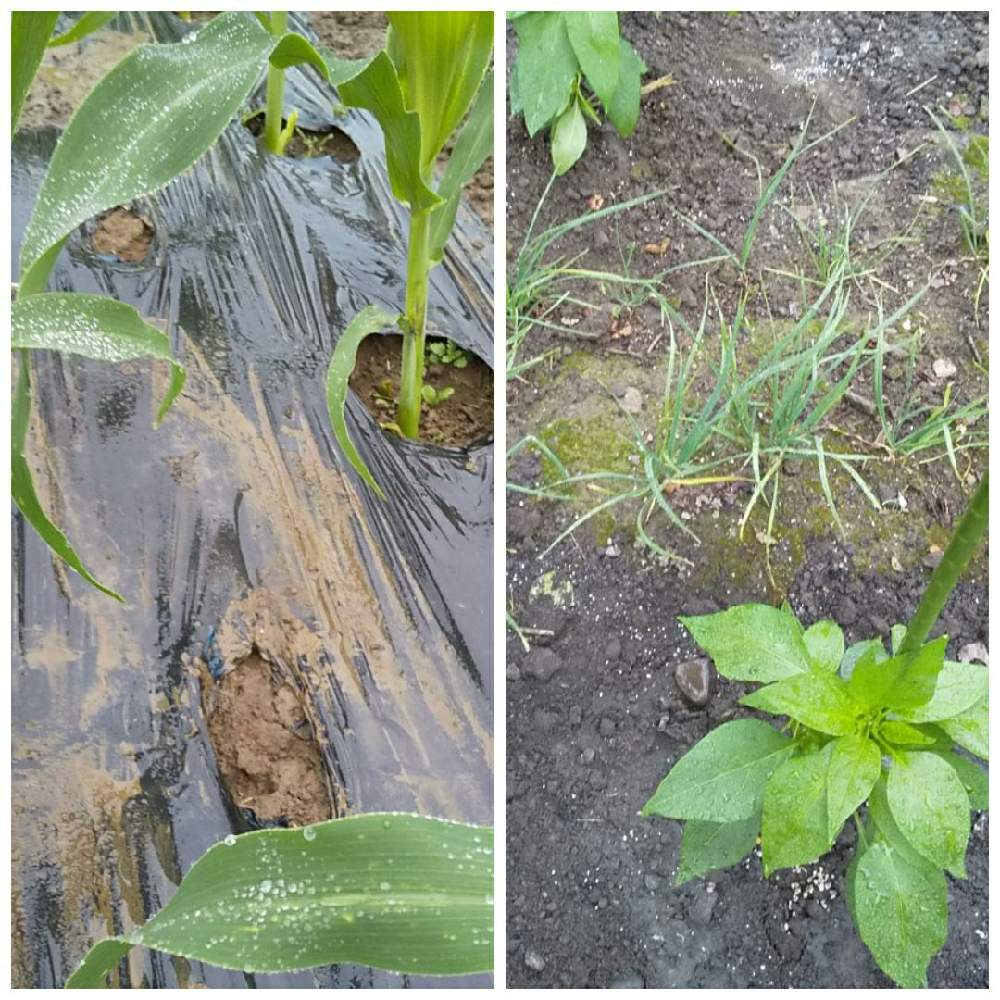 ニラの投稿画像 By ニャンピーさん ししとうとトウモロコシと家庭菜園とコンパニオンプランツとおうちde菜園 21月5月19日 Greensnap グリーンスナップ