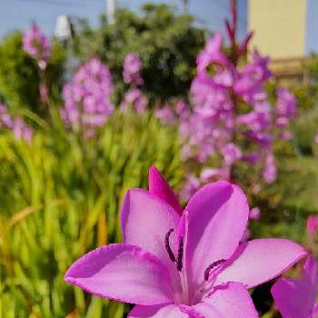 ワトソニアの花の画像 by ブルちえみさん | 畑とワトソニアの花と畑で
