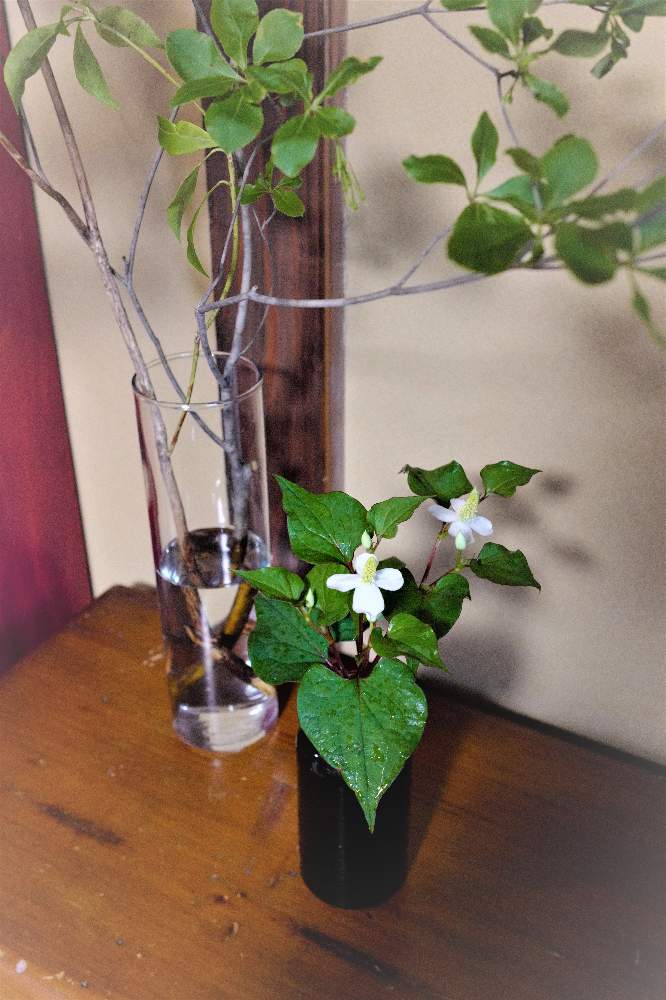 ドウダンツツジの投稿画像 By Hila Ya Hilaryさん ドクダミと枝ものと花のある暮らしとインテリアグリーンと摘んできた花 21月5月19日 Greensnap グリーンスナップ