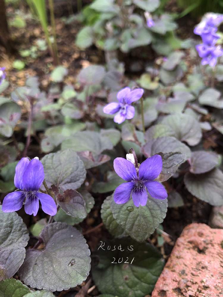 黒葉スミレの投稿画像 By Rosa Sさん ビオラ ラブラドリカと耐寒性宿根草と小花会と黒葉と銅葉と北海道でも越冬しますと北海道と紫の花 21月5月19日 Greensnap グリーンスナップ