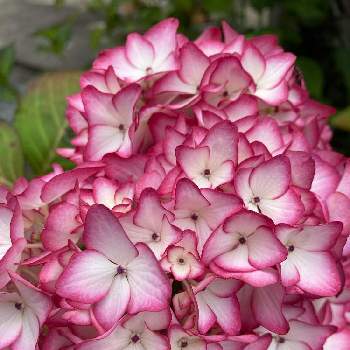50 割引レッド系お得な情報満載 紫陽花 未来 植物 観葉植物 インテリア 住まい 小物レッド系 Aci Md