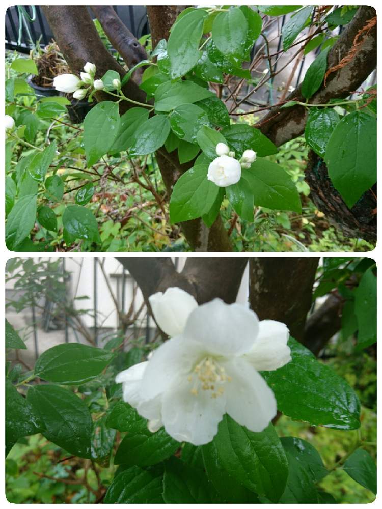 アロエ 花 白 アロエ 花 白