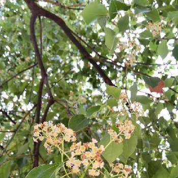 くすのきのはなの投稿画像一覧 Greensnap グリーンスナップ