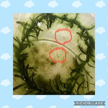 メダカの赤ちゃんの投稿画像一覧 Greensnap グリーンスナップ