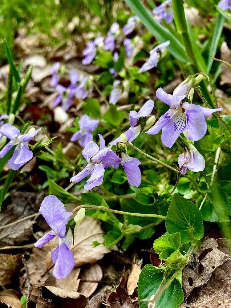 スミレ観察日記.備忘録その1｜🍀GreenSnap（グリーンスナップ）