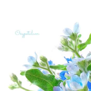 青花の魅力の画像 by 黝-ﾕｳ-♂さん | 部屋とブルースターとオキシペタラム ブルースターとオキシペタラムと花好きバンドマンと花のある生活と青い花と青の世界と青花の魅力と花のある暮らしと青い花マニア