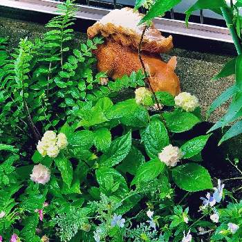 伊予獅子テマリの画像 by hinamama ♡さん | 小さな庭と伊予獅子テマリとポレモニウム　パープルレインとシェード小道