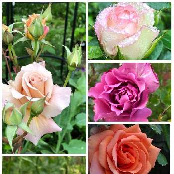 庭の薔薇の画像 by 森の小人さん | 小さな庭とバラ・ジュリアとキュンキュン乙女倶楽部と幸せ♡とばら バラ 薔薇とオーガニックとナチュラルライフとピンクシフォンとバラ エンジェルフェイスと庭の薔薇とナチュラルスタイルと花のある暮らしとミニ薔薇