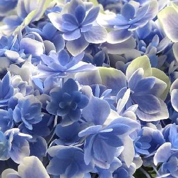 コンペイトウ スマイルの投稿画像一覧 Greensnap グリーンスナップ