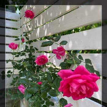 薔薇パレードの画像 by ミーシャさん | 小さな庭と薔薇パレード