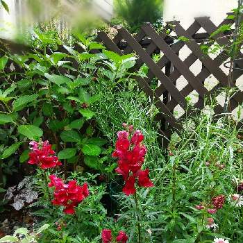 宿根キンギョソウ ブラックプリンスの画像 by まりひょんさん | 小さな庭と宿根キンギョソウ ブラックプリンスと花のある暮らしと赤いお花とおうち園芸