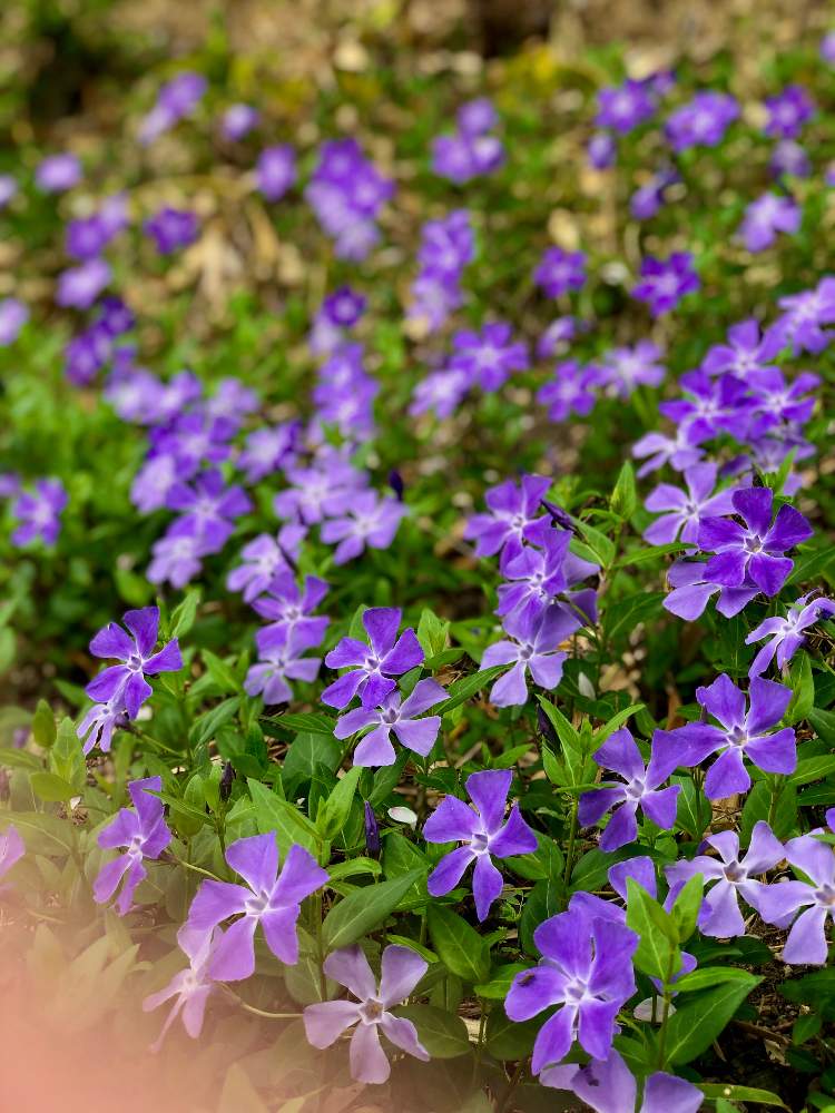 アプローチの画像 by Kay_Tama-gskさん | アプローチと蔓日々草(つるにちにちそう)と阪急沿線と紫色とカラフルと春の花たちと春の訪れと西向日駅周辺と向日市と鮮やか と春の景色