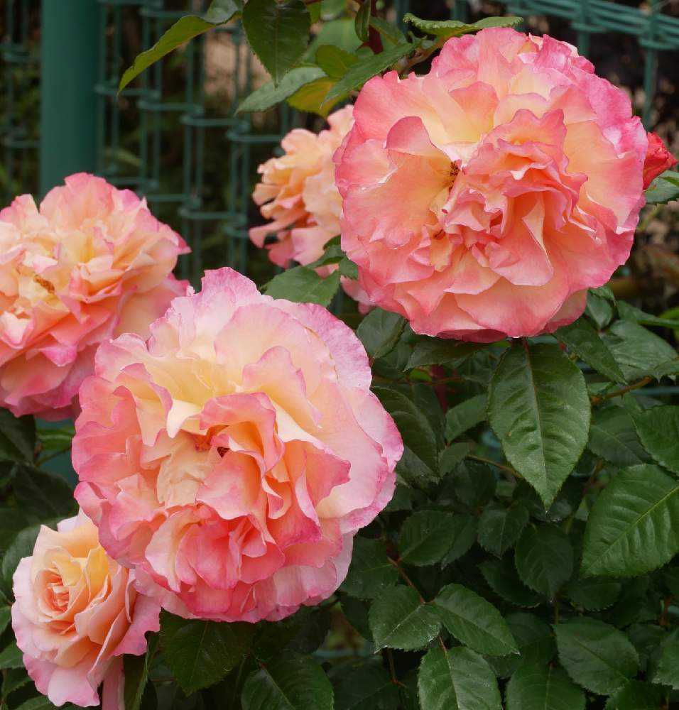 ご確認画像 ピンク バラ苗 挿し木 2年苗 半ツル薔薇