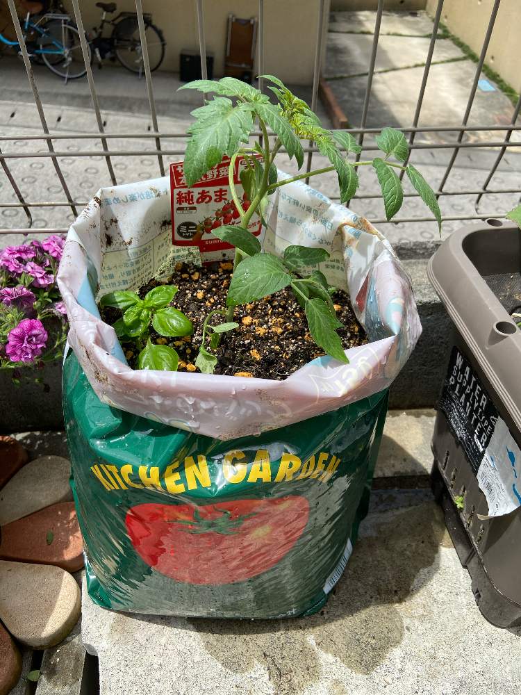 ミニトマトを袋栽培で育ててみる 初めての袋栽培 Greensnap グリーンスナップ