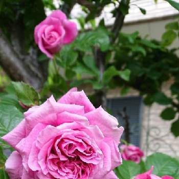 薔薇　アニエスシリジェルの画像 by のりりんの森さん | 薔薇　アニエスシリジェルとキュンキュン乙女倶楽部と大好きな場所と薔薇愛同盟とマイガーデンと大好きなお花と2021 GSでバラ園と花のある暮らしと素敵な雰囲気