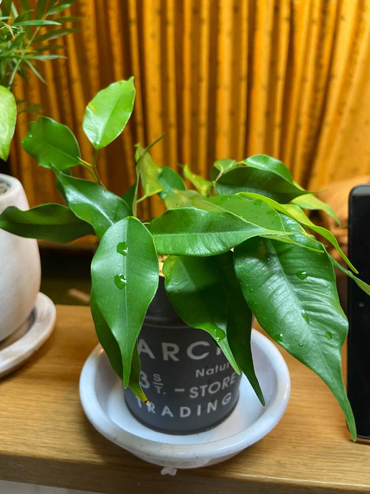 観葉植物 ベンジャミンの挿木 Greensnap グリーンスナップ