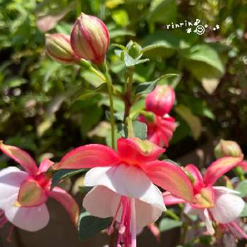 フクシアの投稿画像一覧 Greensnap グリーンスナップ