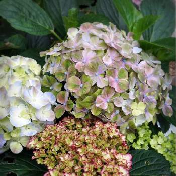 紫陽花 マジカル カラードリームの投稿画像一覧 Greensnap グリーンスナップ