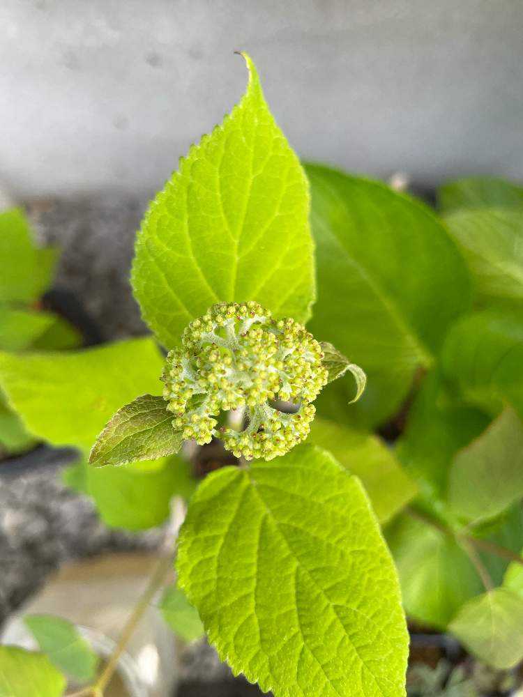 紫陽花・アナベル挿し木からの成長|🍀GreenSnap(グリーン 紫陽花・アナベル挿し木からの成長|🍀GreenSnap(グリーン