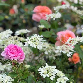アウグスタ ルイーゼの画像 by Sanさん | 小さな庭とアウグスタ ルイーゼと自慢のバラ_2021と感謝とおうち園芸と梅雨とマリードゥブロワと薔薇が好き❤と可愛い〜♡と2021 GSでバラ園ときれいな色とこれからもよろしく♡と癒されます♥と花のある暮らしと素敵色と薔薇♪