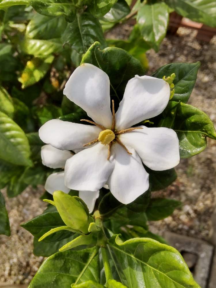 クチナシの投稿画像 By メンダコさん ついにと香水みたいといいにおい とまってました と大好きな花といい香り 21月5月 19日 Greensnap グリーンスナップ