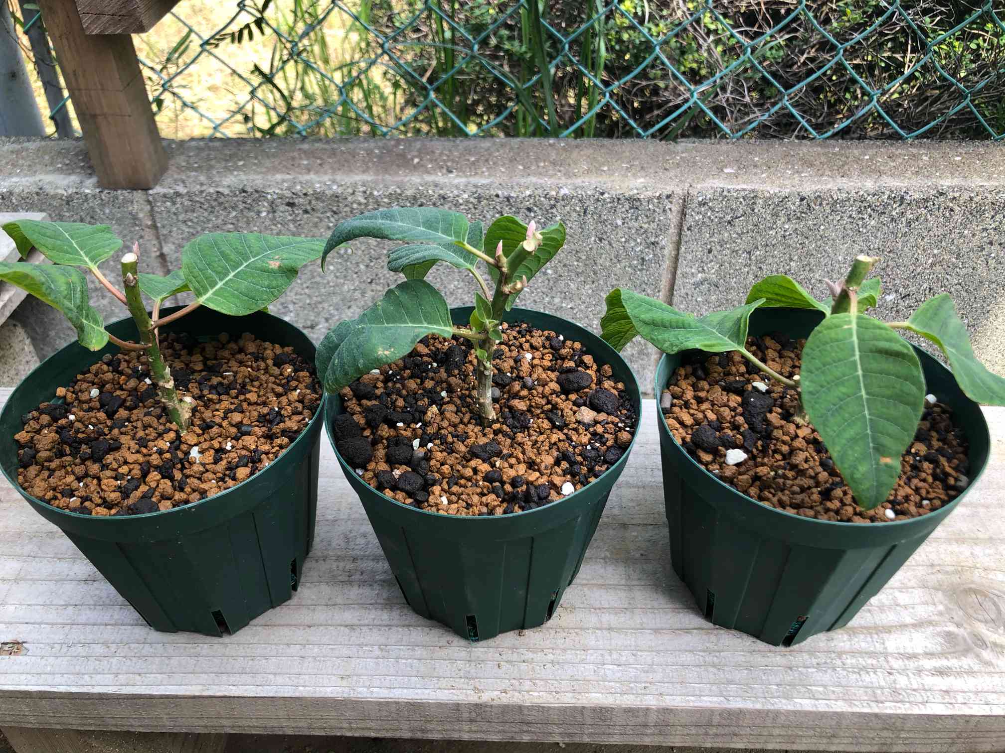 プリンセチアちゃんの挿し木の生長記録(R4.4/13 更新にて終了。次へ