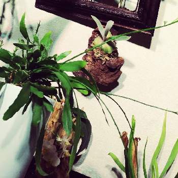 ラムローサの画像 by まりみさん | 部屋と植中毒とラムローサとお部屋ジャングル化計画とおうち園芸