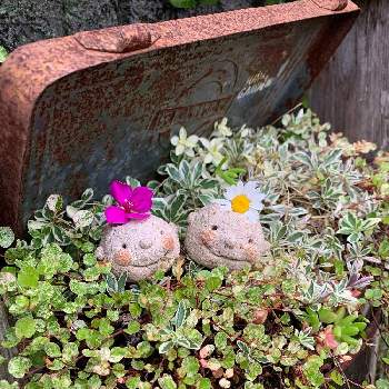 えーらしいの画像 by yopipiさん | 小さな庭と好きやけんとこりゃいいわ❤︎とノンフィルターとおうち園芸と可愛いとえーらしい