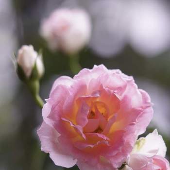 ミニバラ　チュチュオプティマの画像 by satsuki6さん | バルコニー/ベランダとミニバラとミニバラ　チュチュオプティマとマクロレンズと薔薇愛同盟とピンクの花と2021 GSでバラ園とミラーレス一眼