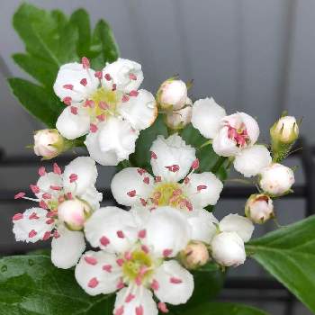 サンザシの投稿画像一覧 Greensnap グリーンスナップ