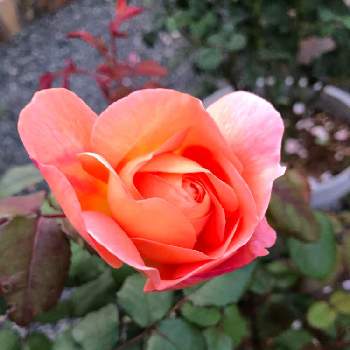 バラのある庭の画像 by さっちゃんさん | 広い庭とバラ レディエマハミルトンとmy rose dardenとおうち園芸とささやかな幸せとバラのある庭とガーデニング