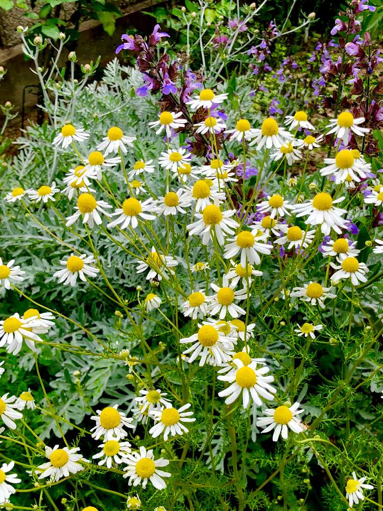 ジャーマンカモミールの投稿画像 By うさこさん ジャーマンカモミールさんとハーブ カモミール と咲いたよとマイガーデンとおうち園芸とハーブとお花が好き と花のある暮らしとかわいいな とgreen Up 21月5月19日 Greensnap グリーンスナップ