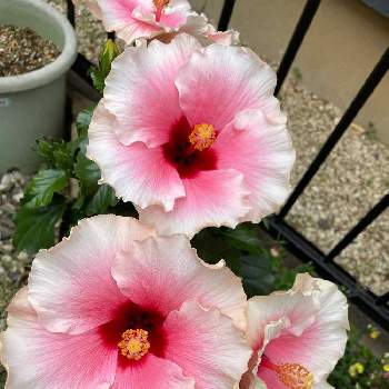 ハイビスカス グレイス3の投稿画像一覧 Greensnap グリーンスナップ