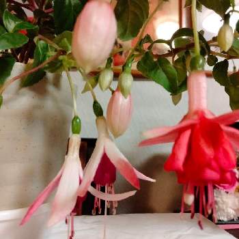 フクシアの投稿画像一覧 Greensnap グリーンスナップ