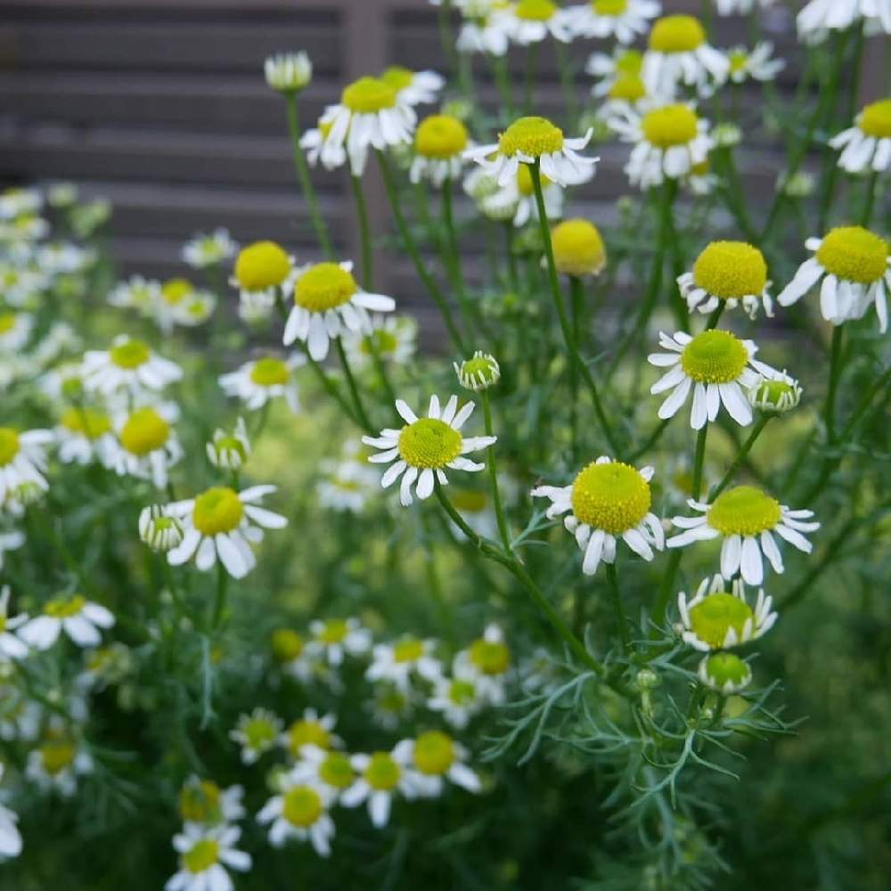 カモミールの投稿画像 By 花の首飾りさん ジャーマンカモミール とこぼれ種育ちとおうち時間と庭の花と春の庭とおうち園芸とこぼれ種と小輪の花と花のある暮らしとかわいいとおうちですごそうと白い花 21月5月19日 Greensnap グリーンスナップ