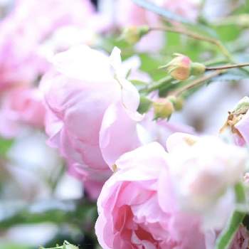 薔薇ジャスミーナの画像 by さちはなさん | 小さな庭とジャスミーナと自慢のバラ_2021とグリーンのある暮らしと今日の１枚と薔薇ジャスミーナと5月と小さな小さな庭と花のある暮らしと薔薇♪