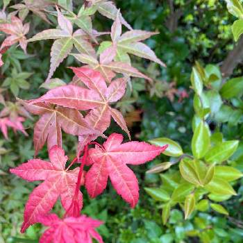 春紅葉の投稿画像一覧 Greensnap グリーンスナップ