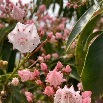 カルミアの花の画像 by かじゅさん | ♡可愛い♡とカルミアの花と新潟県立植物園とピンク色の花と癒し…♡とツツジ科と小さな花とお花好き