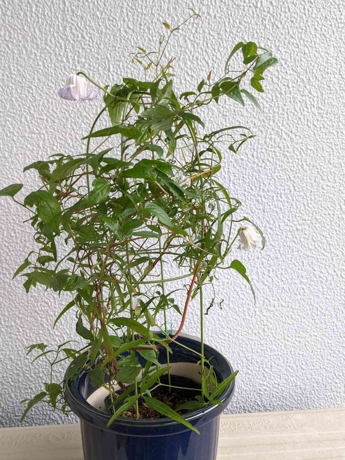 クレマチス　クリスパエンジェル実生苗　ネコポス発送‼️ クレマチス クリスパエンジェル実生苗 ネコポス発送‼️