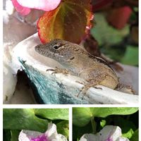 ベゴニア,サツマイモの花,サツマイモ,サツマイモ,裏庭の画像