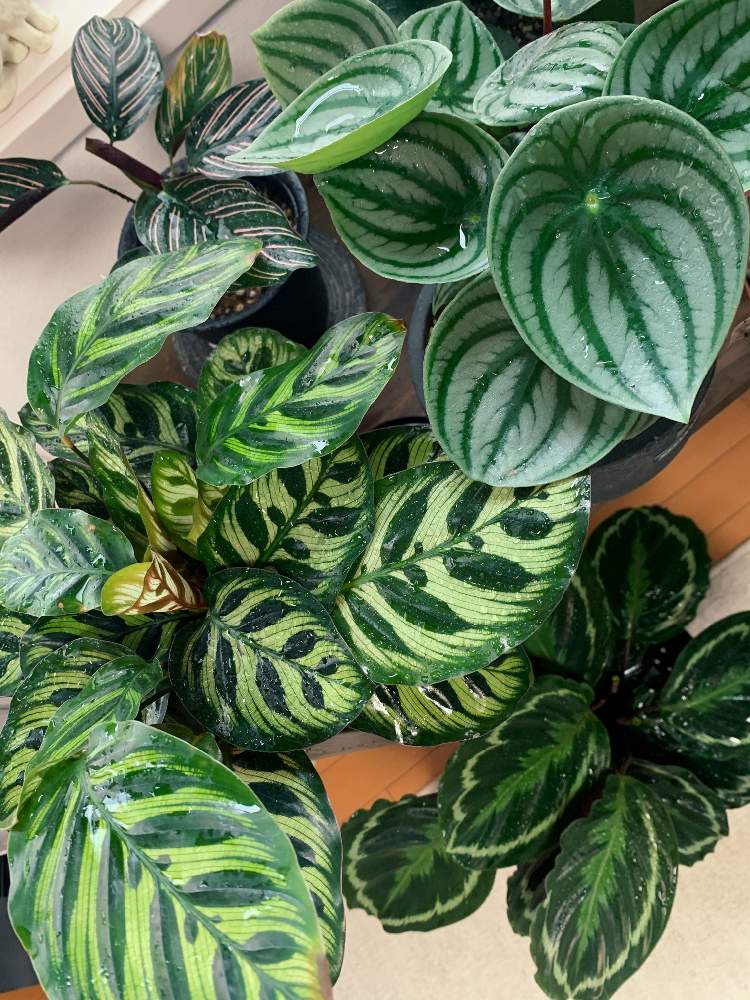 カラテア マコヤナの投稿画像 By むぎさん カラテア サンデリアーナとカラテア メダリオンとスイカぺぺとグリーンインテリアと模様とインテリアと植物と植中毒とカラテア属とカラテア 大好きと成長記録とグングン成長とかわいいとどんどん増えるとカラテア マコヤナと